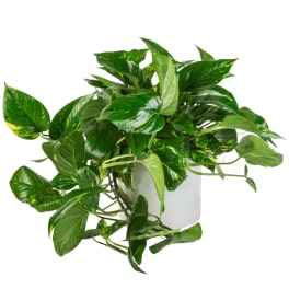 Pothos Plant