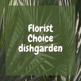 Florist Choice Dish Garden