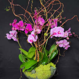 Pink orchids in a glass bowl with twisting branches and green moss