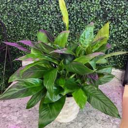 Potted tropical plant with broad green and purple-tinted leaves