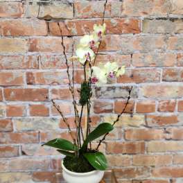 White orchid arrangement in a white pedestal bowl on a wooden stand