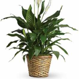 Simply Elegant Spathiphyllum - Medium
