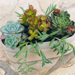 Succulent arrangement in a shallow oval planter