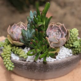 Succulent arrangement in a shallow bowl with white pebbles