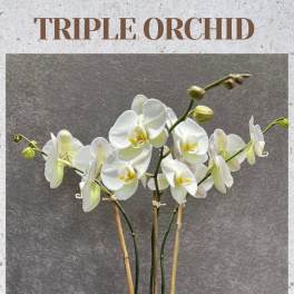 TRIPLE STEM WHITE ORCHID PLANT IN GASS