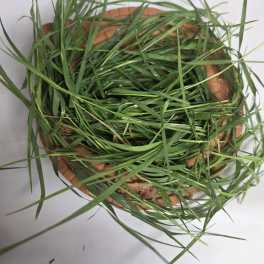 A shallow round basket filled with long green grass