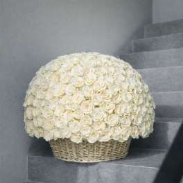 Large dome of white roses in a woven basket