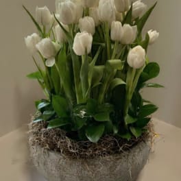 White Tulips