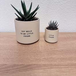 Two small potted succulents in beige pots on a wooden surface