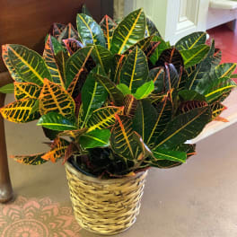 Large Croton