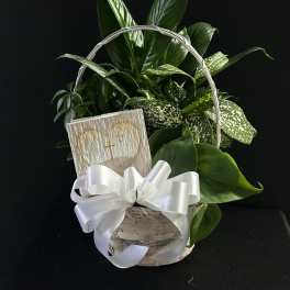 Basket of green houseplants with a white ribbon and sympathy card