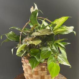 Basket of assorted green houseplants with a white peace lily bloom
