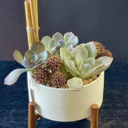 Succulent arrangement in a white pot with bamboo stakes