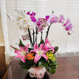 Trio Orchids