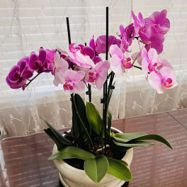 Lovely Orchids