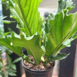 Potted green houseplant with large wavy leaves in a black nursery pot