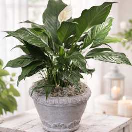 Small Peace Lily in Decorative Container