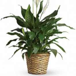 Simply Elegant Spathiphyllum (Peace Lily) - Medium