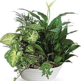 Medium Dish Garden