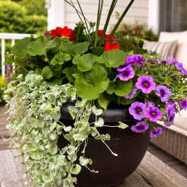 Summer Porch Pot