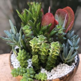 Succulent arrangement in a shallow bowl with white pebbles