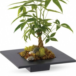 Braided money tree plant in a modern black square dish with moss and stones
