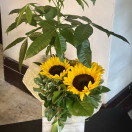 Sunflowers arranged with a tall leafy plant in a wrapped container
