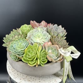 Silent Garden of Succulents.
