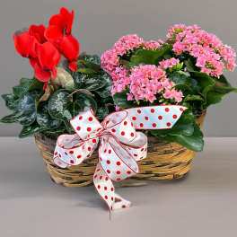 Basket of red cyclamen and pink kalanchoe with a polka-dot ribbon
