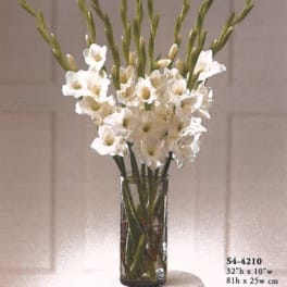 white gladiolas