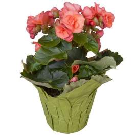 Potted plant with pink flowers in a green wrap