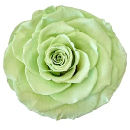 Single pale green rose bloom on a white background