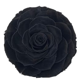 Single black rose bloom on a white background