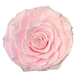 Single pale pink rose bloom on a white background