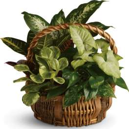 Basket of assorted green houseplants with a woven handle