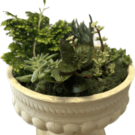 Succulent Symphony of Greens