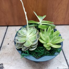 Potted succulent arrangement with three rosette plants and a tall flower stalk