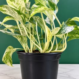 Variegated potted plant in a black nursery pot