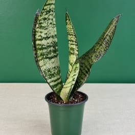 Potted snake plant with tall variegated leaves in a green nursery pot