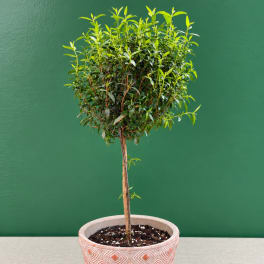 Potted topiary tree with a round leafy crown in a decorative planter