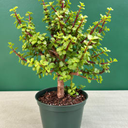 Potted succulent plant with small round leaves in a green nursery pot