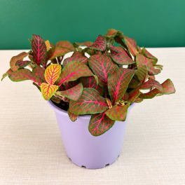 Potted plant with green leaves veined in bright pink in a lavender pot