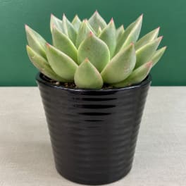 Potted succulent with pale green rosette leaves in a black container