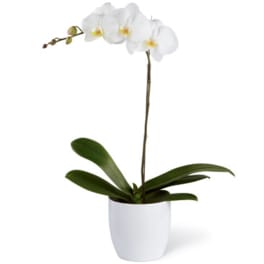 White orchid plant in a white pot