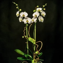 White orchids in a square glass vase with curly vine accents