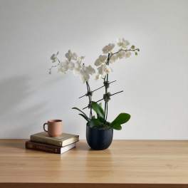 White orchid plant in a black pot beside books and a mug