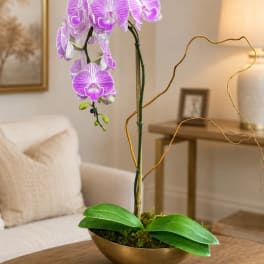 Purple orchid in a shallow gold bowl on a table