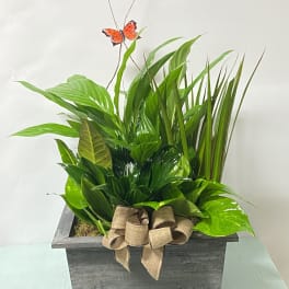 Green potted plant arrangement in a wooden planter with a burlap bow
