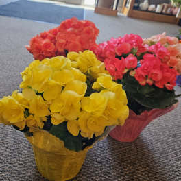 Potted clusters of bright yellow and pink flowers in wrapped containers