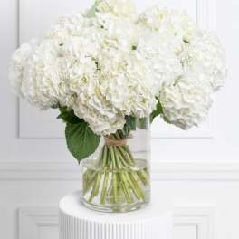 White Hydrangeas